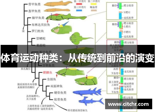 体育运动种类：从传统到前沿的演变